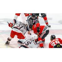 Rockford IceHogs face off with the Grand Rapids Griffins